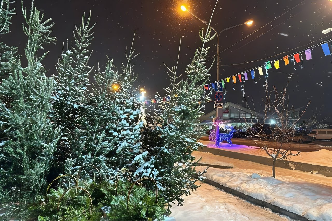 Энтомолог: что такое «елочные клещи» и как с ними бороться